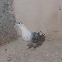 ساده .سفیدکرمانی و..|پرنده|مشهد, اروند|دیوار