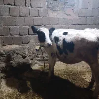 فروش گوساله ماده هلشتاین