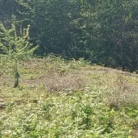 4617متر 500متر مسکونی|فروش زمین و ملک کلنگی|لاهیجان, آهندان|دیوار