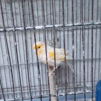 قناری نر موزاییکی|پرنده|ری, دیلمان|دیوار