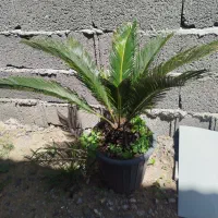 سیکاس یا پایا نخل