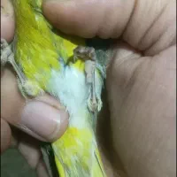 فروش سهره سبز نر