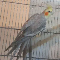 عروس هلندی.طوطی برزیلی.مرغ عشق|پرنده|محلات, |دیوار