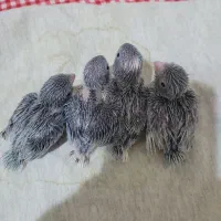 طوطی کوتوله مرغ عشق|پرنده|مشهد, بهمن|دیوار