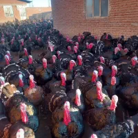 بوقلمون نر محلی