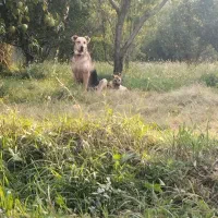 سگ ماده اصیل