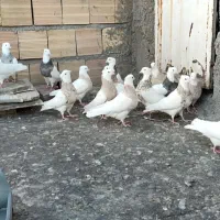 کبوتر طوقی|پرنده|کنگاور, |دیوار