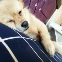 سگ پامر اشپیتز|سگ|شهریار, رضی آباد بالا|دیوار