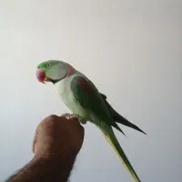 شاه طوطی سخنگو