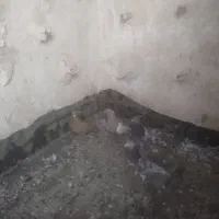 هرچهار تا نر کفتر قلدر|پرنده|مشهد, شهرک صنعتی توس|دیوار