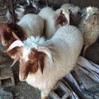 قوچ عراقی|حیوانات مزرعه|اهواز, کوی باهنر|دیوار