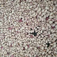 لوبیا چیتی۳۸۰فروش به صورت عمده