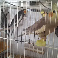 عروس هلندی|پرنده|مشهد, جاهد شهر|دیوار