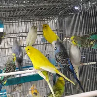 مرغ عشق انگلیسی