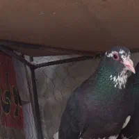 نر سیاه پلنگ