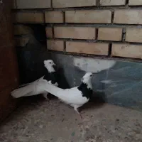 طوقی‌سیاه|پرنده|امیدیه, |دیوار