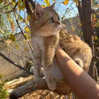 مولد بریتیش گلد اصیل ماده