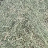 یونجه خشک برای مصرف دام