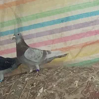 سار کله ساده اقون|پرنده|تربت‌حیدریه, باغ ملی|دیوار