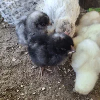 مرغ و جوجه محلی