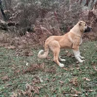 توله سگ ماده سرابی (اصیل)|سگ|پرهسر, |دیوار