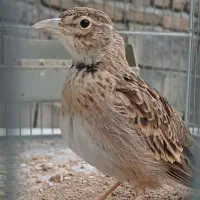 سهره خاکی