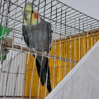 عروس هلندی جفت|پرنده|مشهد, شهید احمدی روشن|دیوار