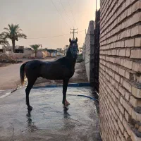 اسب