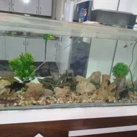 اکواریم