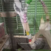 عروس هلندی نر و ماده|پرنده|باغ بهادران, |دیوار