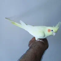 عروس هلندی|پرنده|خرمشهر, |دیوار