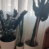 کاکتوس افوربیا و زاموفیلیا سوپر بلک