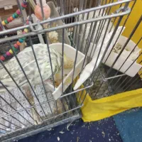 گمشده جوجه عروس هلندی گلباقالی