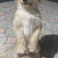 سگ شیتزو|سگ|کهنوج, |دیوار