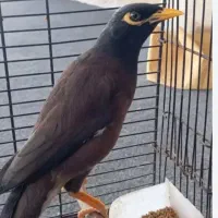 مینا افغان درشت