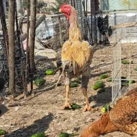 مرغ وخروس محلی|حیوانات مزرعه|بندر گناوه, |دیوار