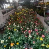 خدمات باغبانی و گل کاری در تمام نقاط تهران|خدمات باغبانی و درختکاری|تهران, سعادت‌آباد|دیوار
