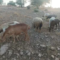 ترکی