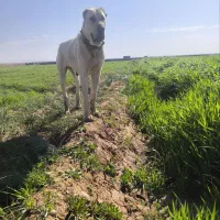 111|سگ|تربت جام, اسماعیل آباد|دیوار