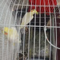 عروس پاریس|پرنده|کارون, |دیوار