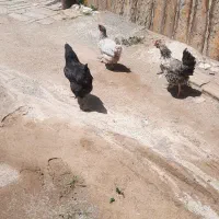 مرغ تخمگذار