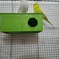 مرغ عشق خوش رنگ و خوش ذات و خوش قیمت|پرنده|فسا, |دیوار