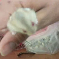 همستر وینتر وایت