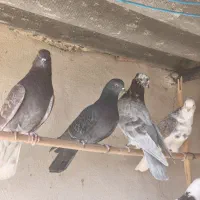 کبوتر خوب|پرنده|سمنان, |دیوار