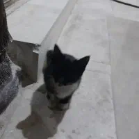 گربه|گربه|رودسر, |دیوار