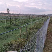 باغ-کیوی-5340