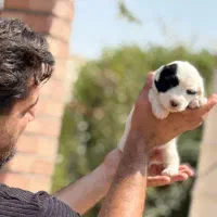 سگ پاکوتاه|سگ|پاکدشت, پاکدشت (مامازند)|دیوار