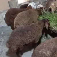 بره آلرام نره ۱۵