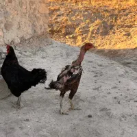 مرغ لاری