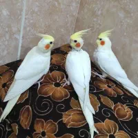 عروس هلندی فروشی